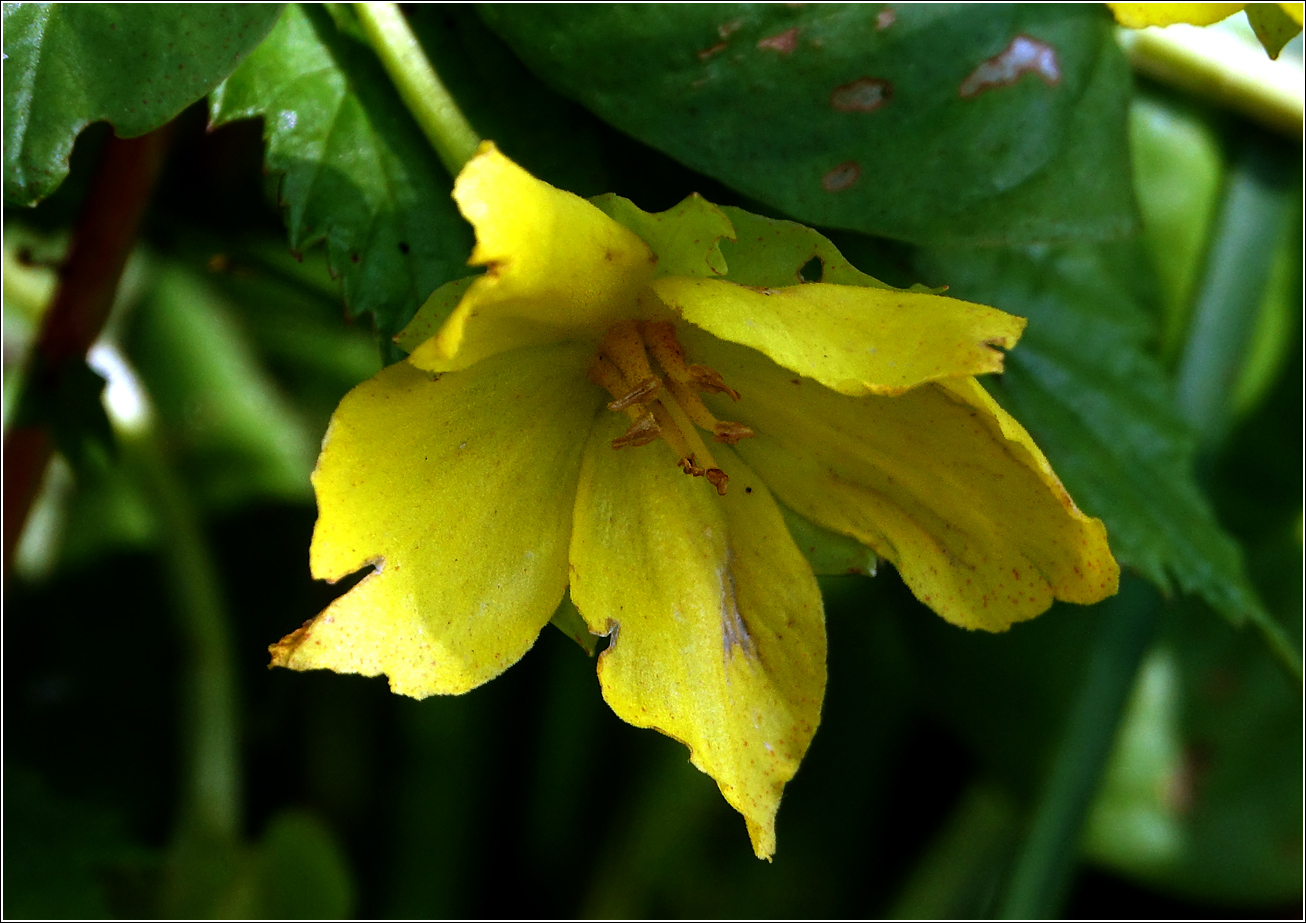 Image of Lysimachia nummularia specimen.