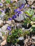 Aquilegia sibirica