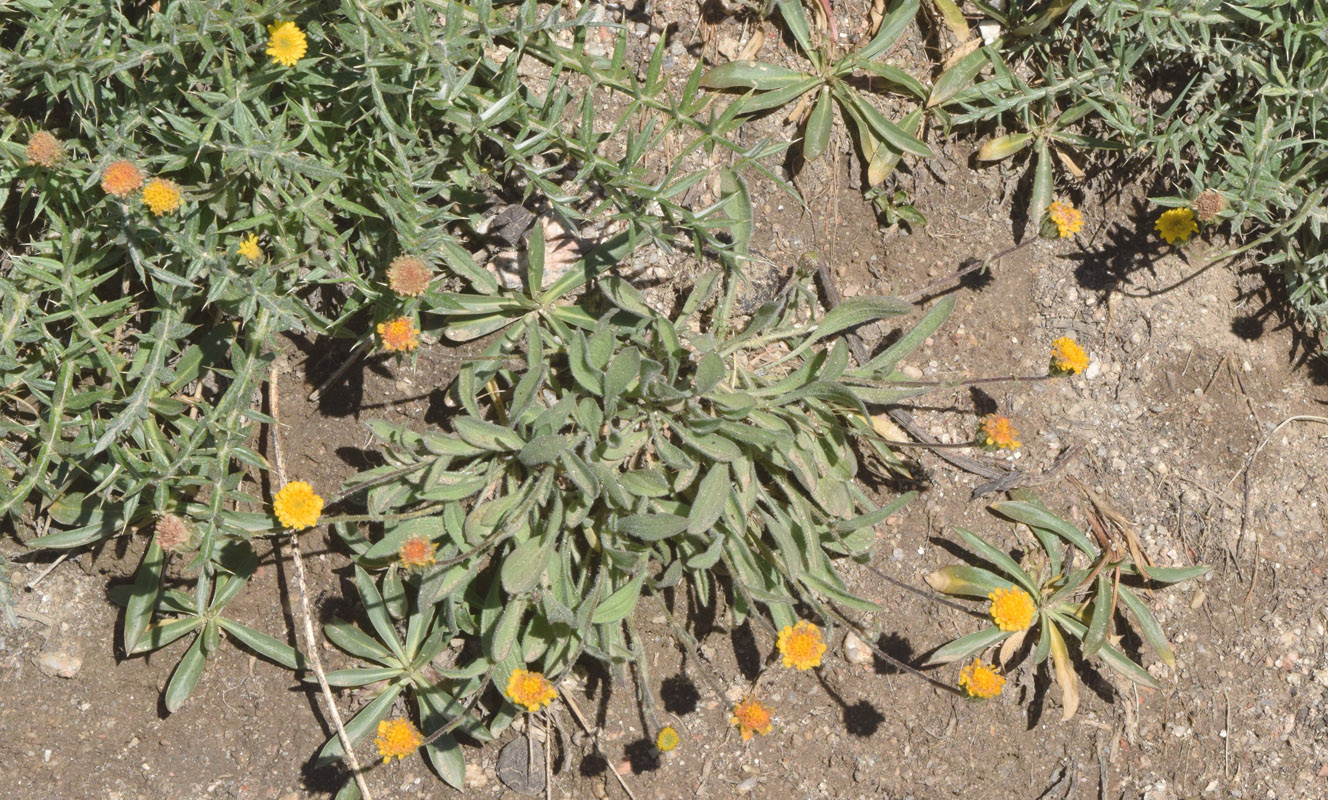 Изображение особи Erigeron cabulicus.