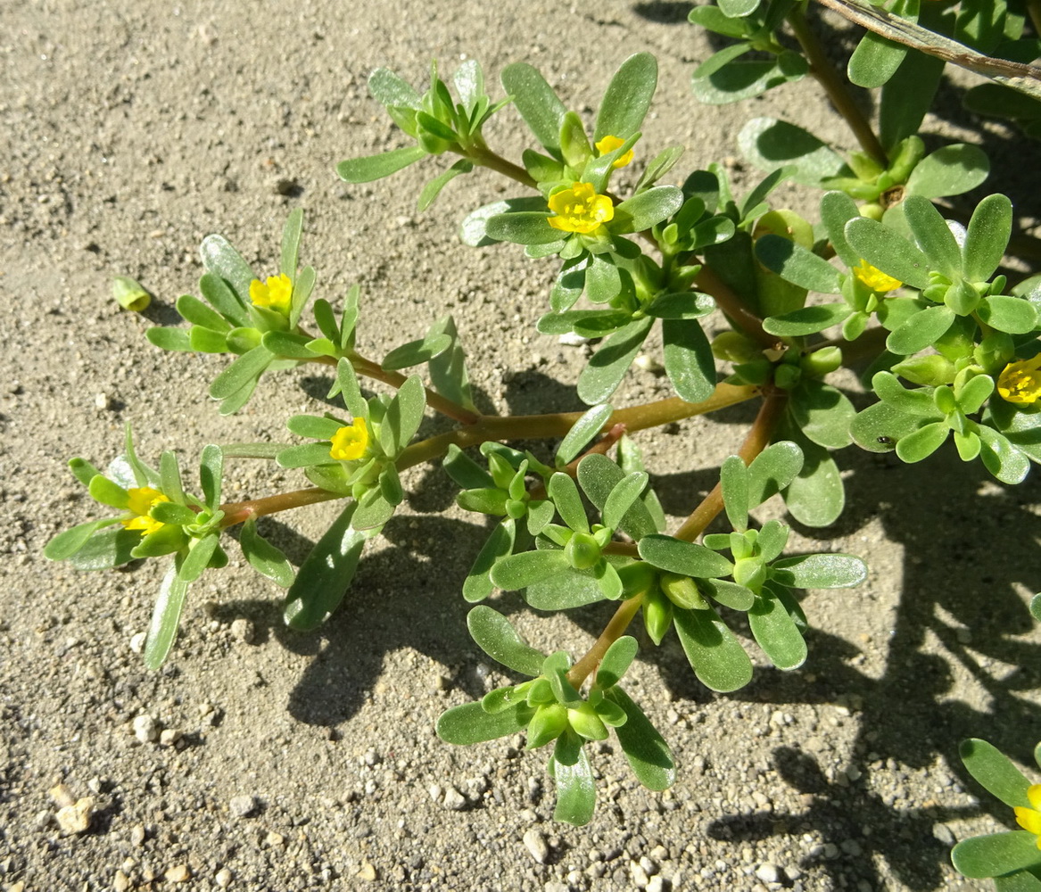 Изображение особи Portulaca oleracea.