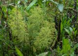 Equisetum sylvaticum