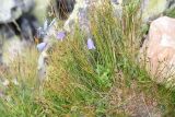 Juncus trifidus. Плодоносящее растение в сообществе с Vaccinium vitis-idaea и цветущим Campanula rotundifolia. Челябинская обл., Златоустовский гор. округ, национальный парк \"Таганай\", гора Круглица, западный склон, выс. 1070 м н.у.м. 6 июля 2023 г.