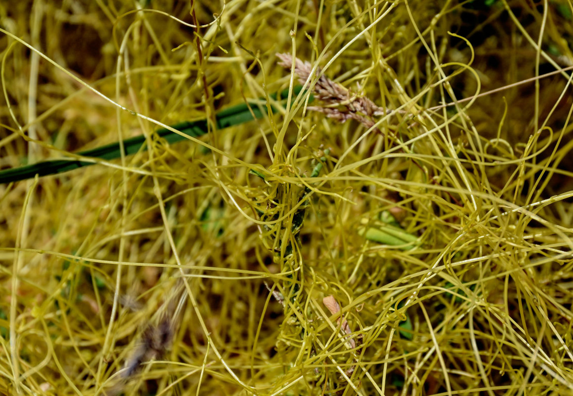 Image of genus Cuscuta specimen.