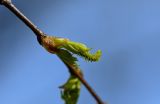 Betula pendula. Часть ветви с женским соцветием и разворачивающимися листьями. Дагестан, Гунибский р-н, природный парк \"Верхний Гуниб\", ≈ 1800 м н.у.м., опушка смешанного леса. 04.05.2022.