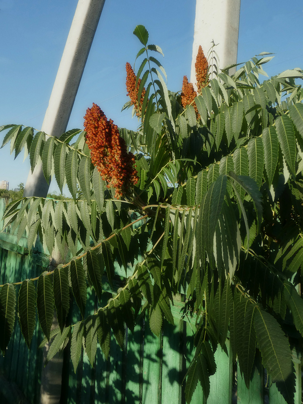 Изображение особи Rhus glabra.