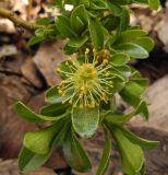 Смотреть изображение Salix × simulatrix