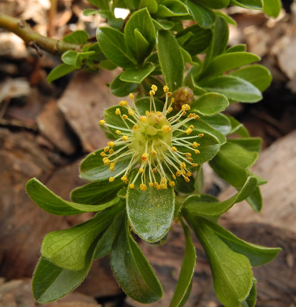 Image of Salix &times; simulatrix specimen.