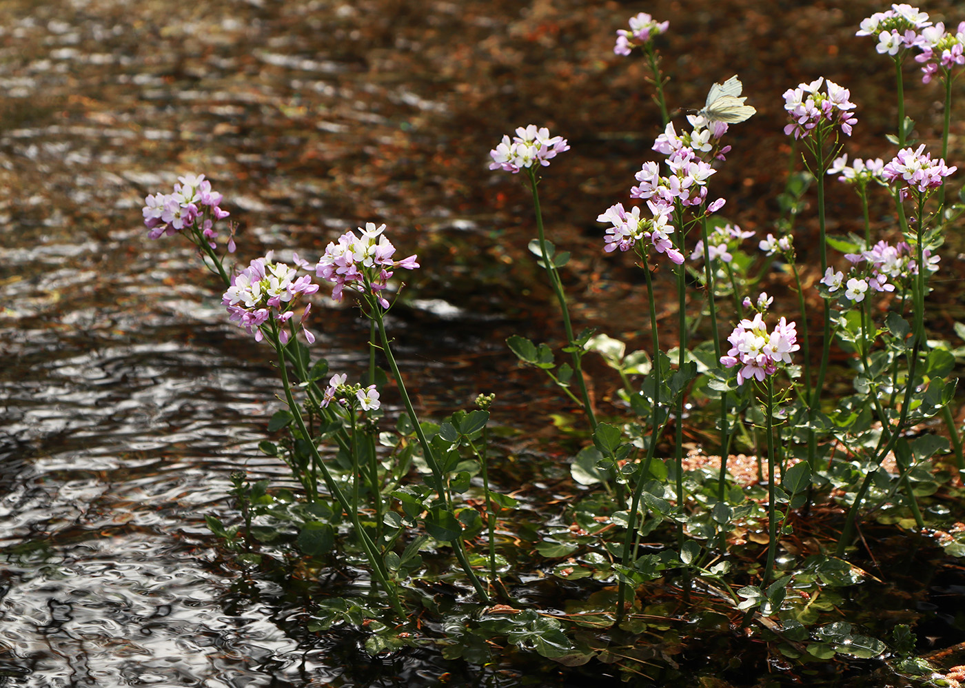 Image of Cardamine seidlitziana specimen.