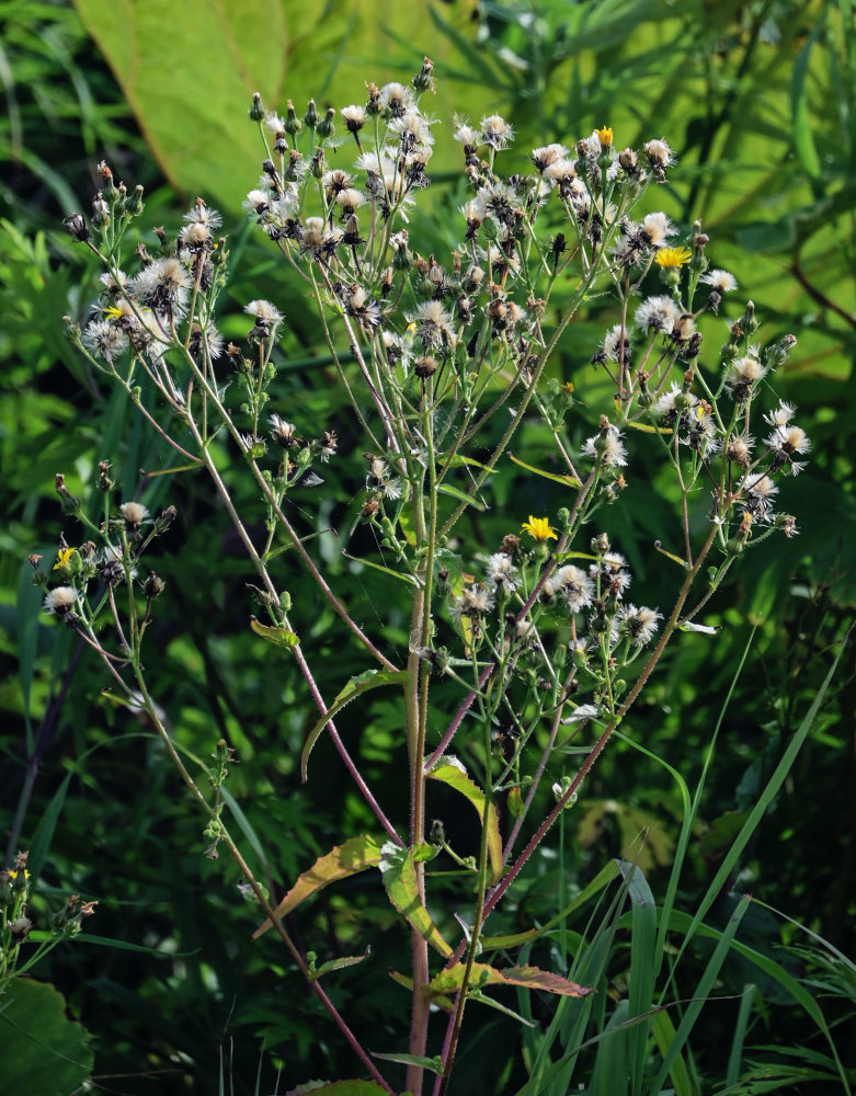 Image of Picris japonica specimen.