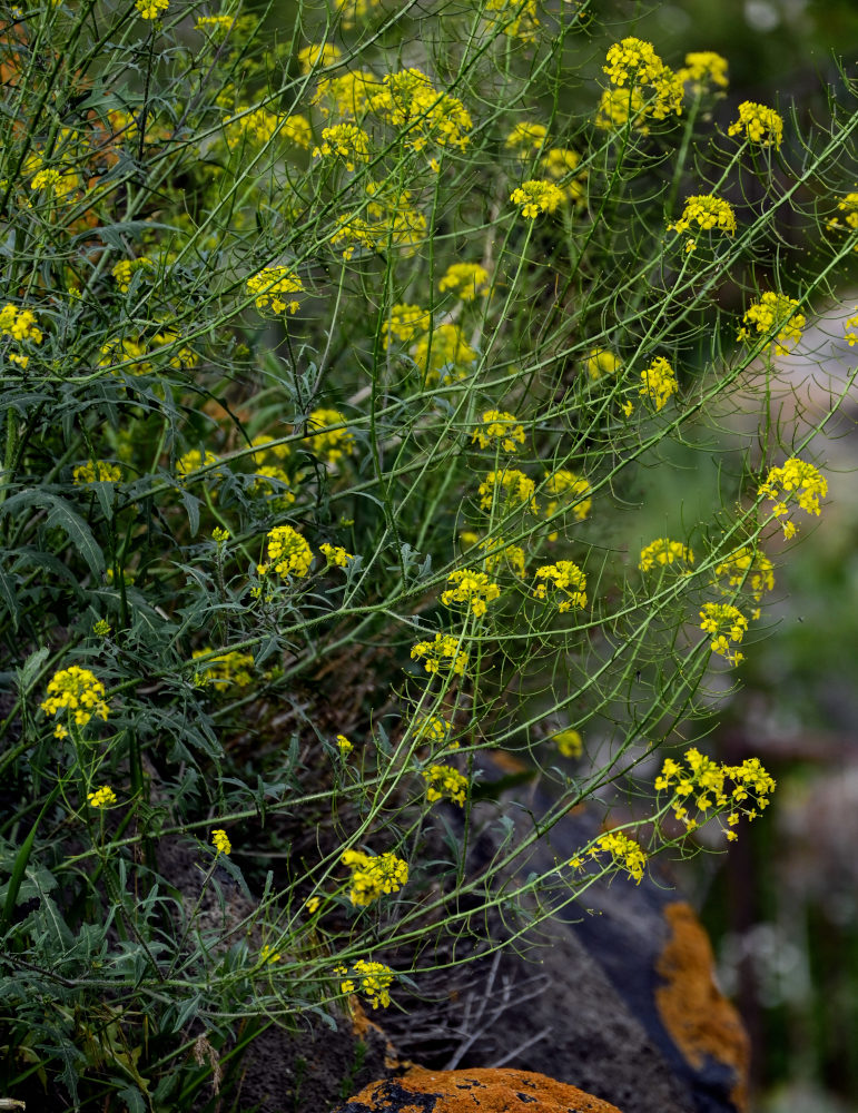 Image of Sisymbrium loeselii specimen.