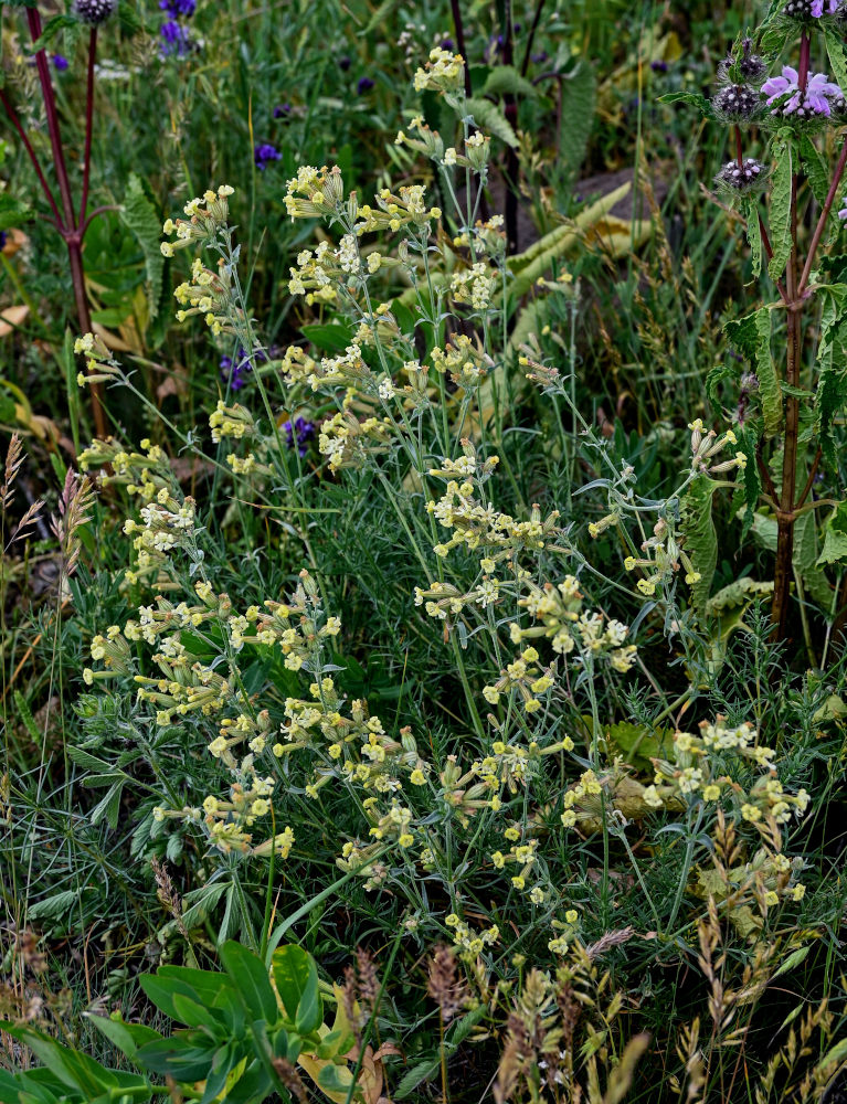 Image of Silene spergulifolia specimen.