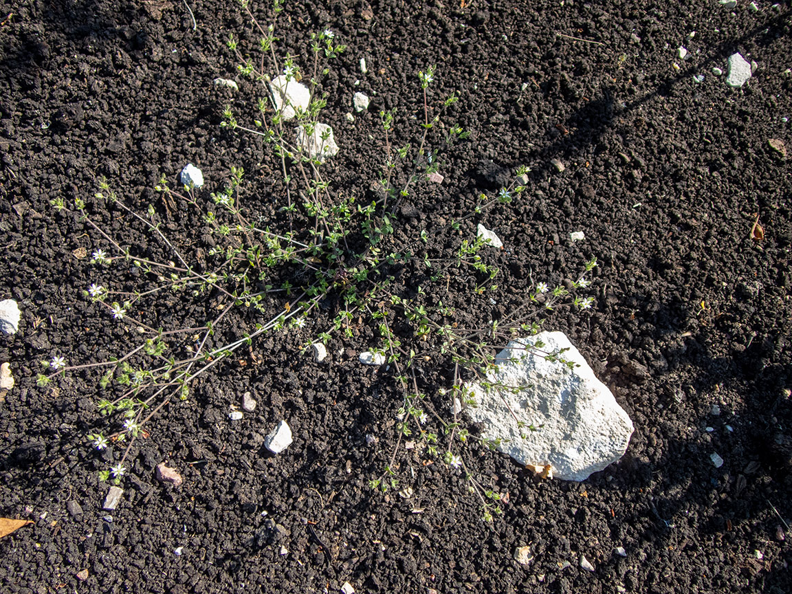 Image of Arenaria serpyllifolia specimen.