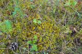 Смотреть изображение Abietinella abietina