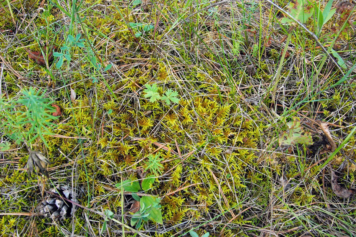 Image of Abietinella abietina specimen.