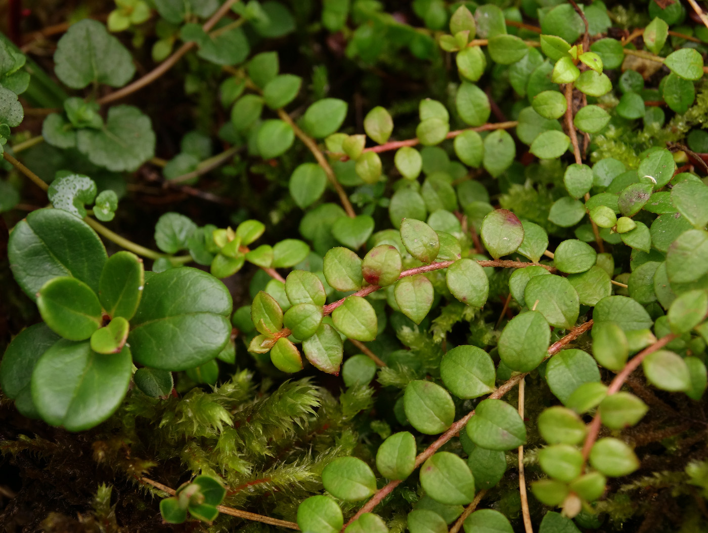 Image of Gaultheria hispidula specimen.