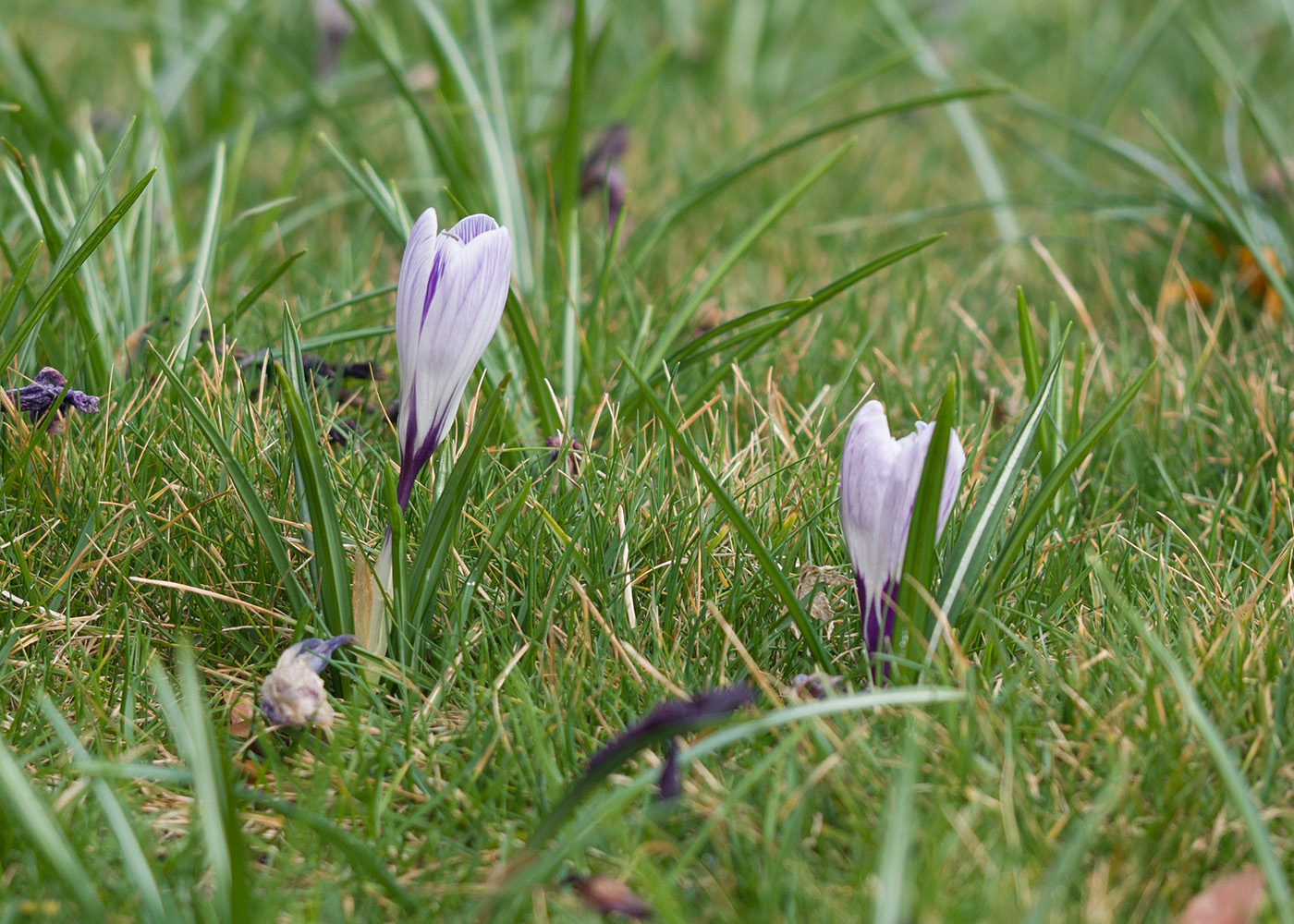 Изображение особи Crocus vernus.