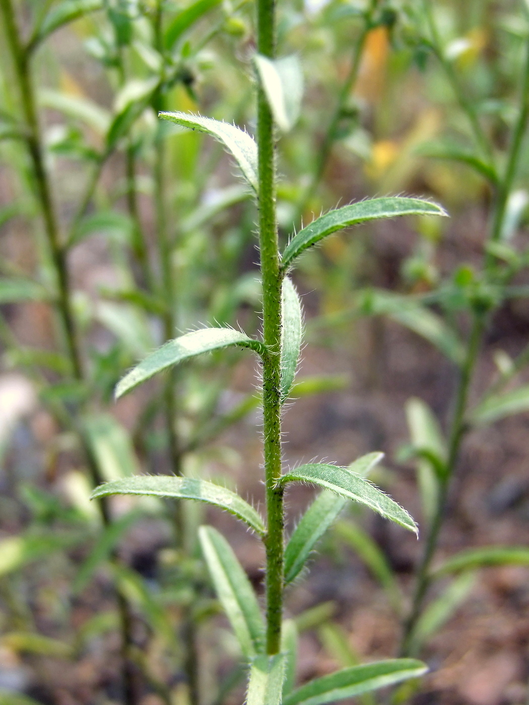 Image of Lappula squarrosa specimen.