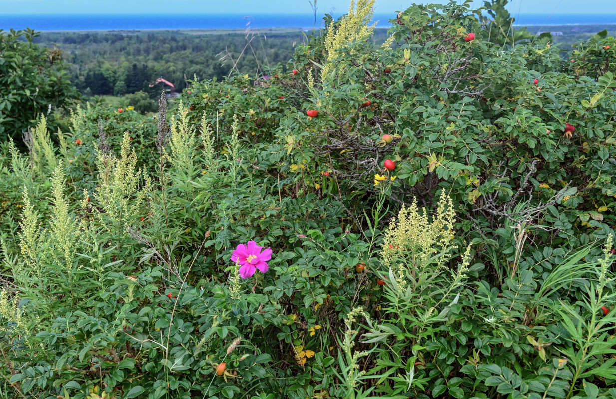 Image of Rosa rugosa specimen.