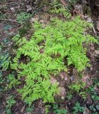 Gymnocarpium dryopteris