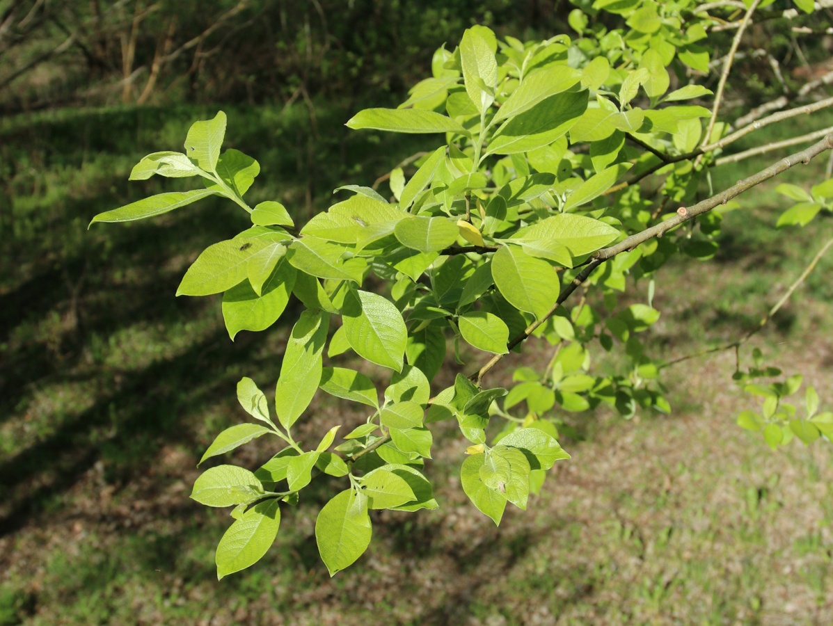 Image of Salix caprea specimen.