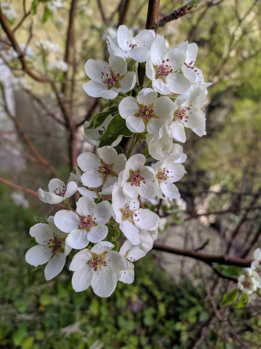 Image of Pyrus caucasica specimen.