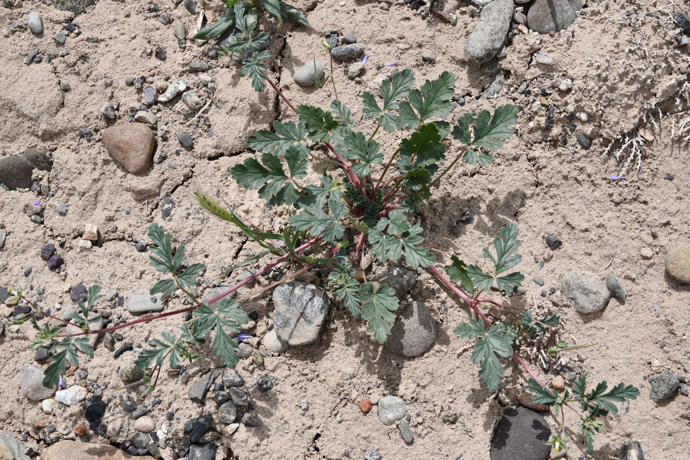 Изображение особи Erodium oxyrhynchum.