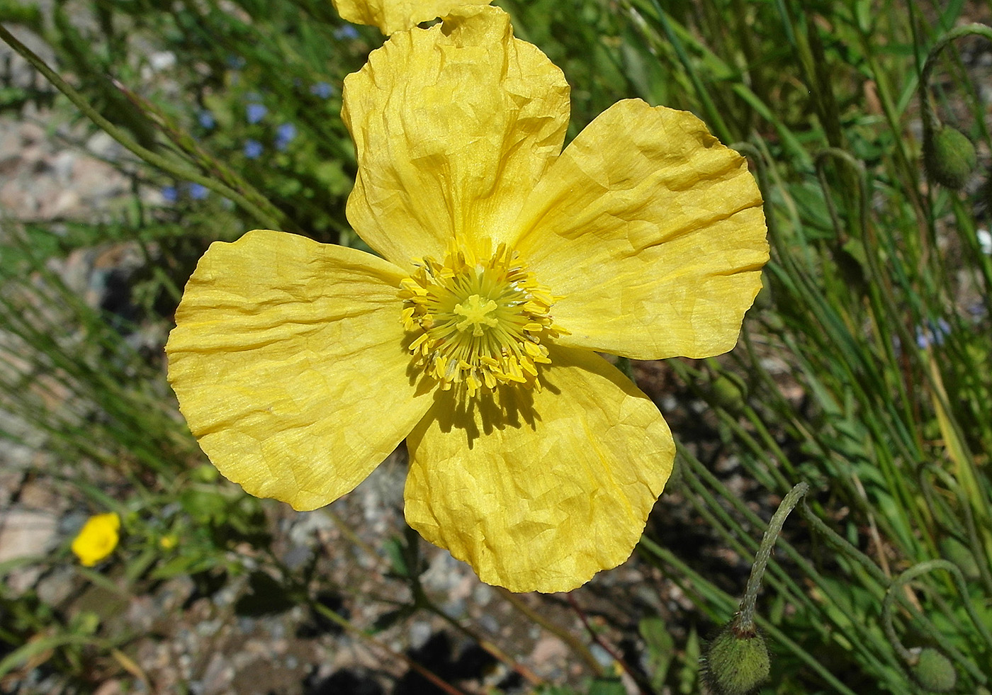 Image of Papaver croceum specimen.