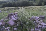 Cirsium echinus