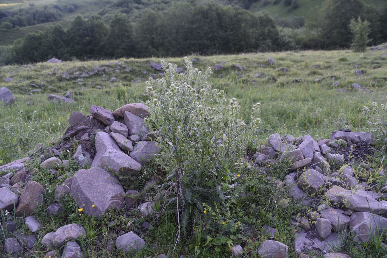 Image of Cirsium echinus specimen.