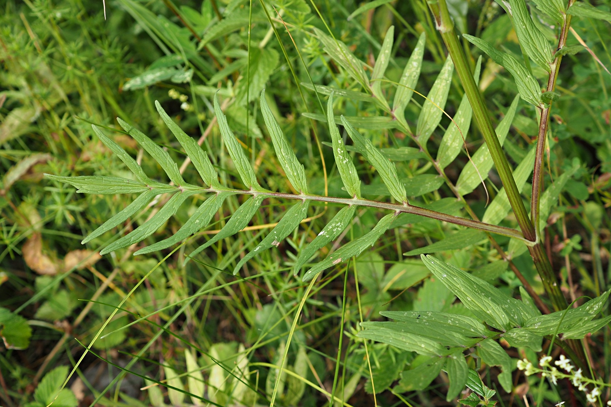 Изображение особи Valeriana officinalis.