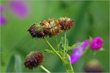 Trifolium hybridum