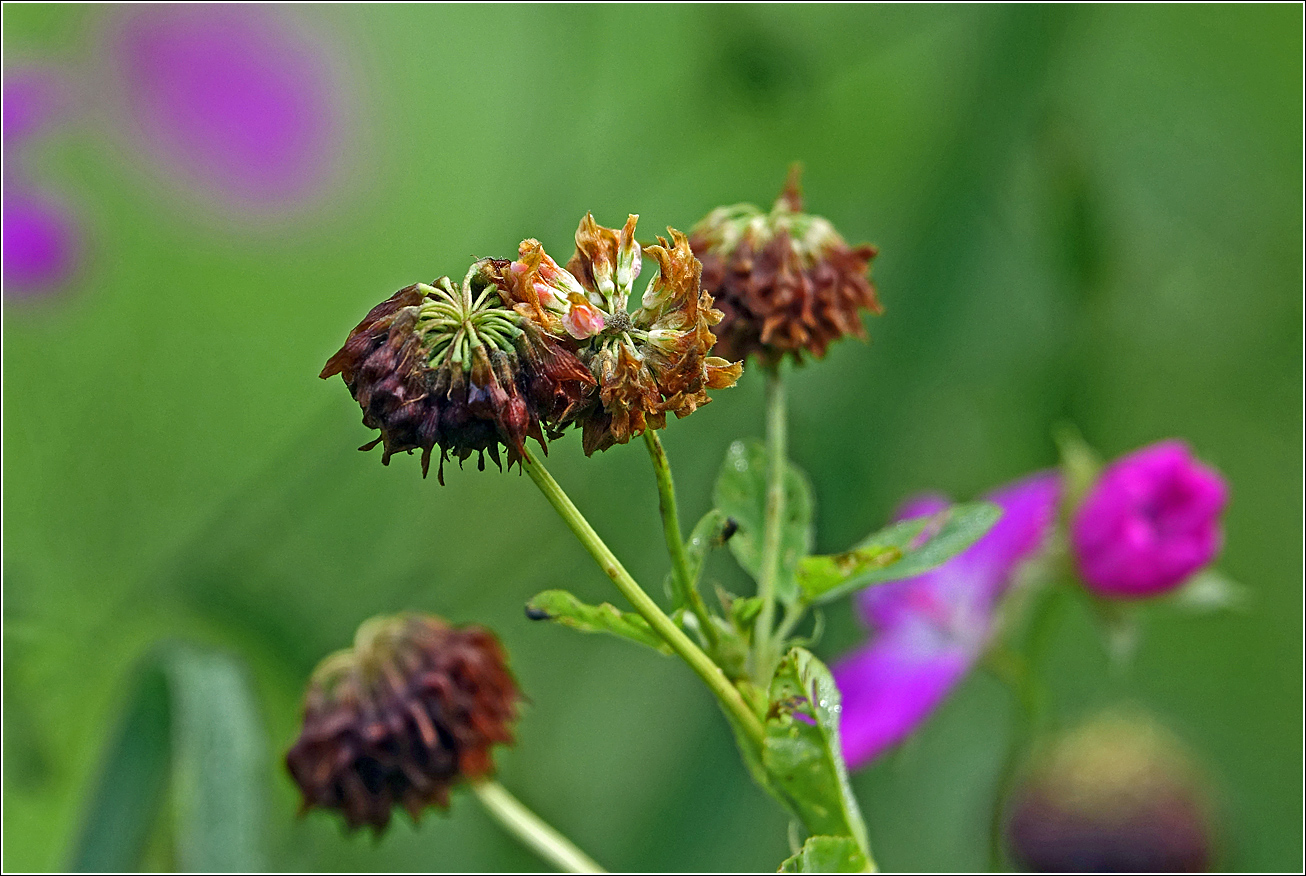 Изображение особи Trifolium hybridum.