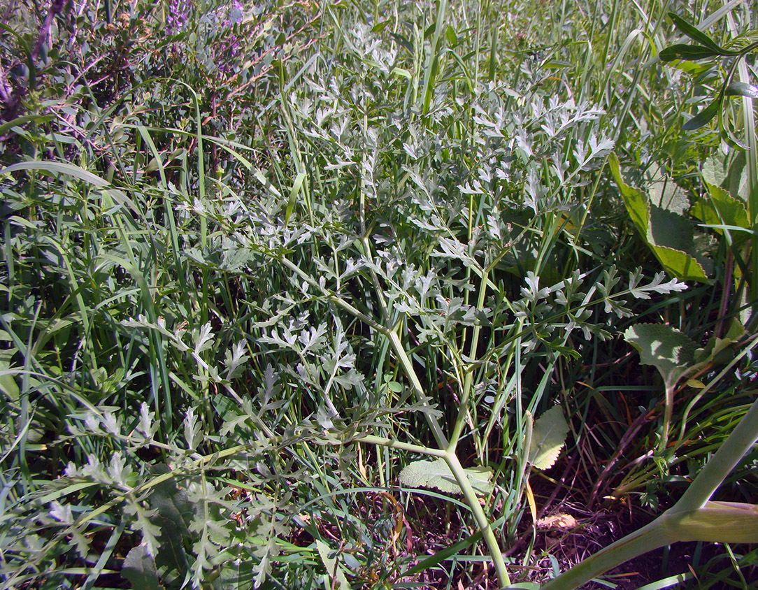 Image of Ferula akitschkensis specimen.