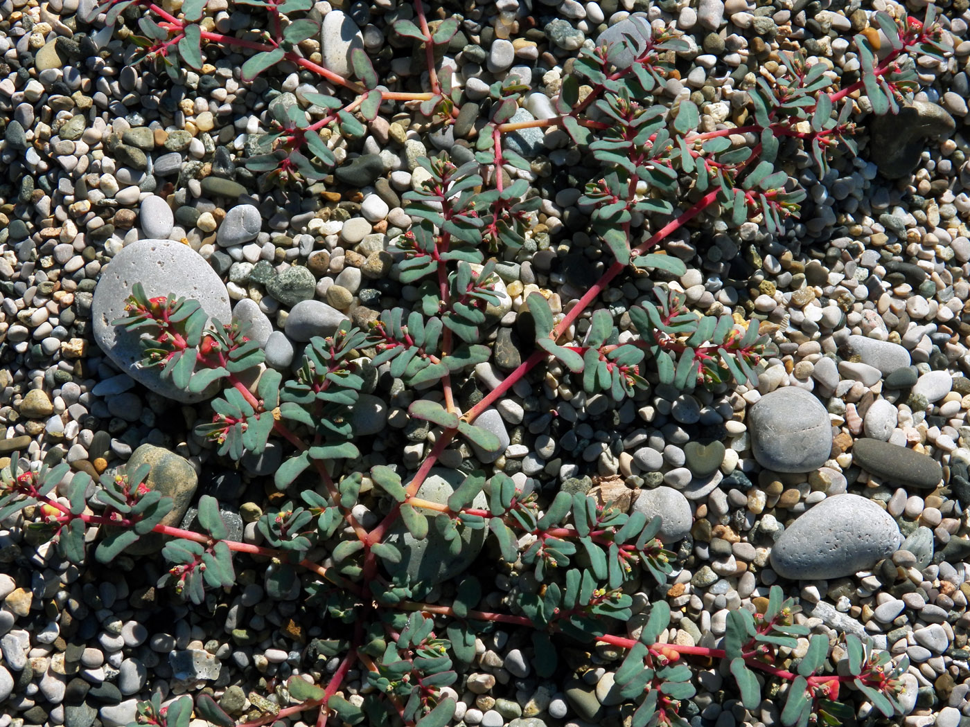 Image of Euphorbia peplis specimen.