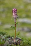 Pedicularis atropurpurea. Цветущее растение. Карачаево-Черкесия, Урупский р-н, хр. Загедан, долина Ацгарских озёр, ≈ 2650 м н.у.м., альпийский луг. 09.08.2024.