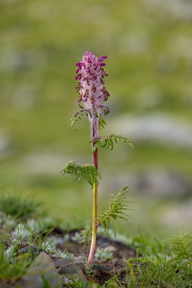 Image of Pedicularis atropurpurea specimen.