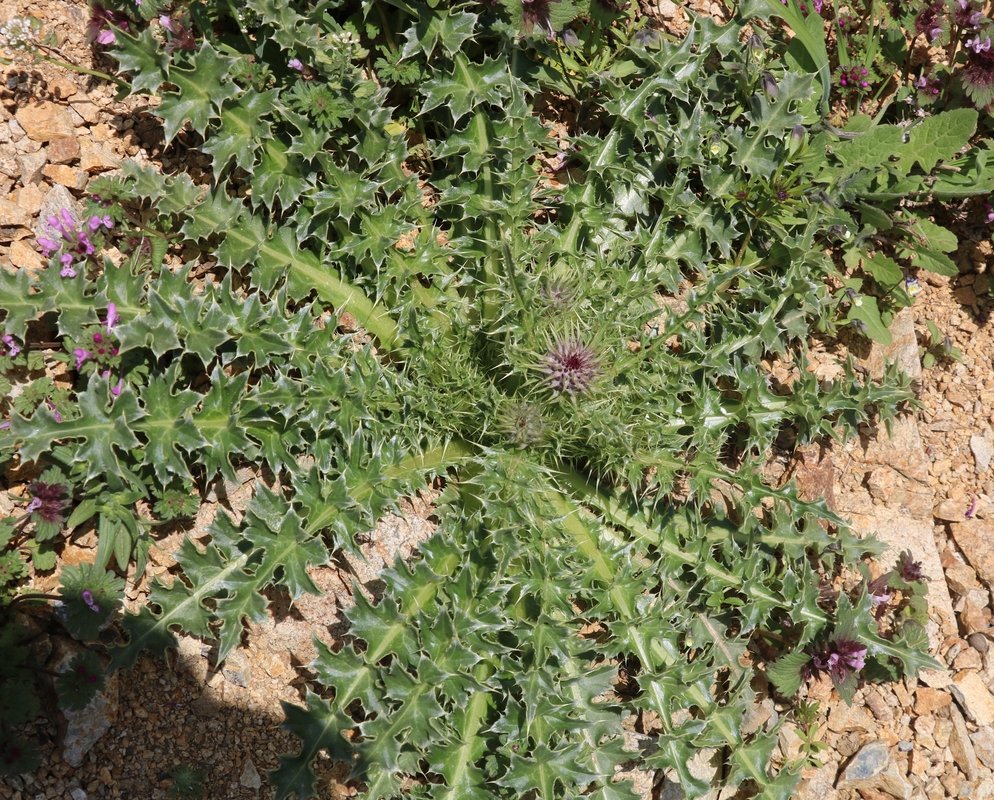 Изображение особи семейство Asteraceae.