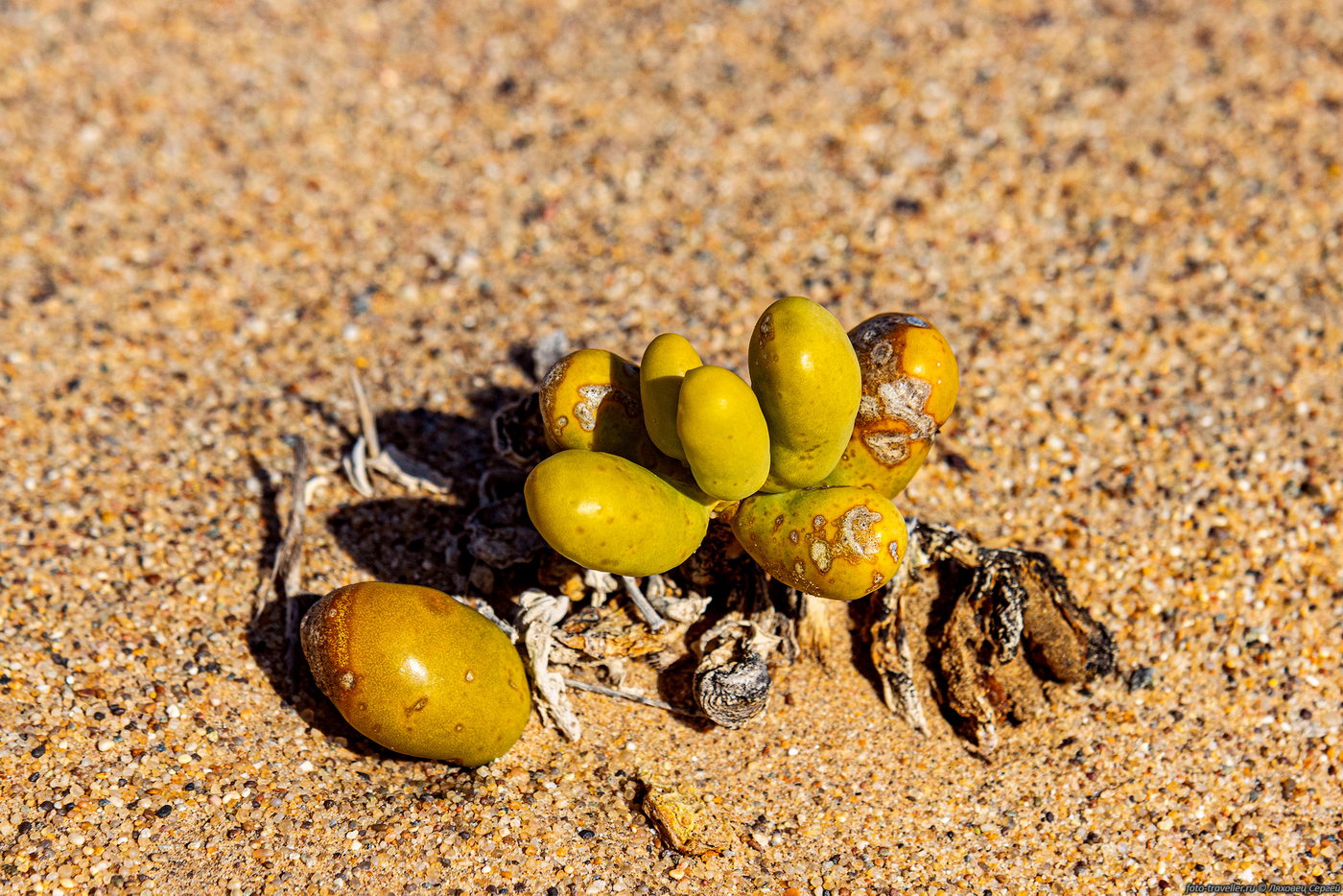 Image of Augea capensis specimen.