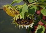 Helianthus annuus