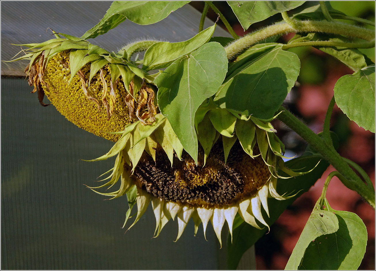 Image of Helianthus annuus specimen.