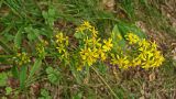 Solidago virgaurea подвид dahurica. Верхушка цветущего растения. Хабаровский край, окр. г. Комсомольск-на-Амуре, ООПТ \"Кедрово-тисовая роща\". 15.08.2024.