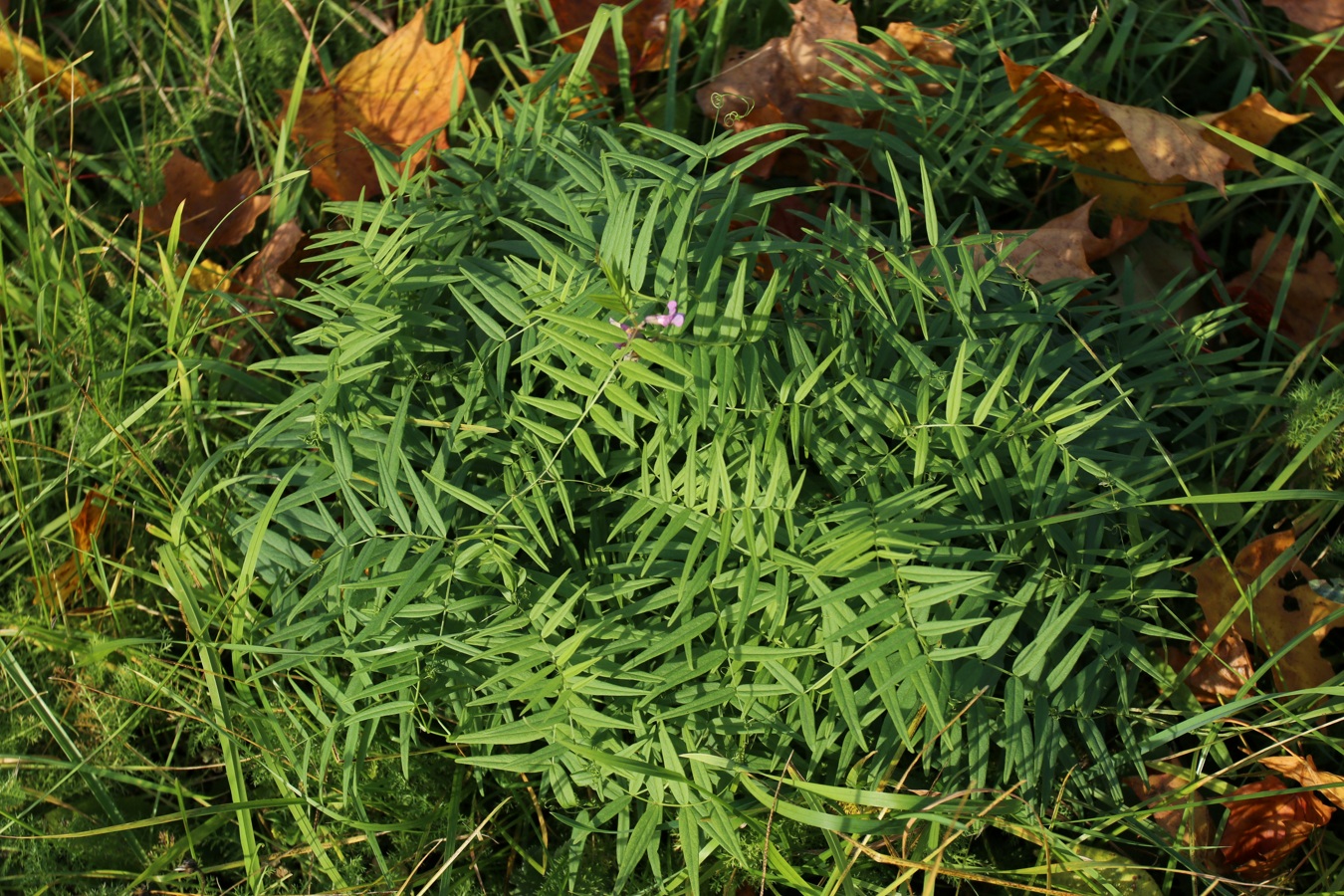 Image of Vicia sepium specimen.