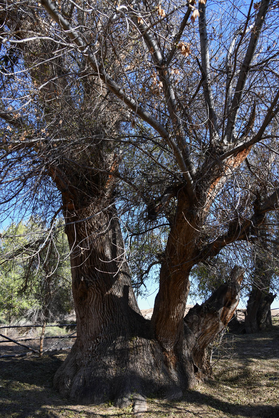 Image of Fraxinus sogdiana specimen.