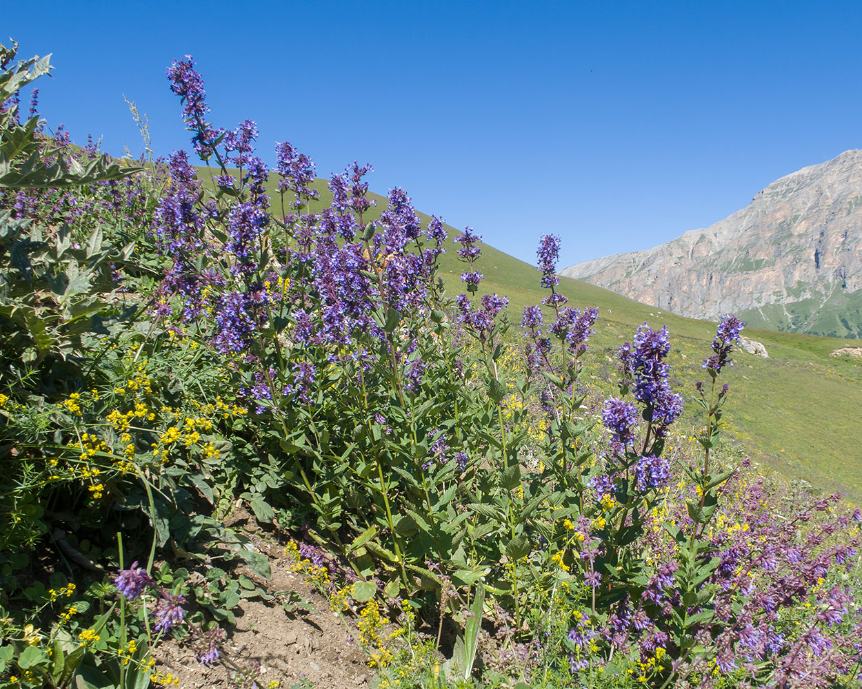 Image of Nepeta grandiflora specimen.