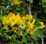 Chamaecytisus triflorus