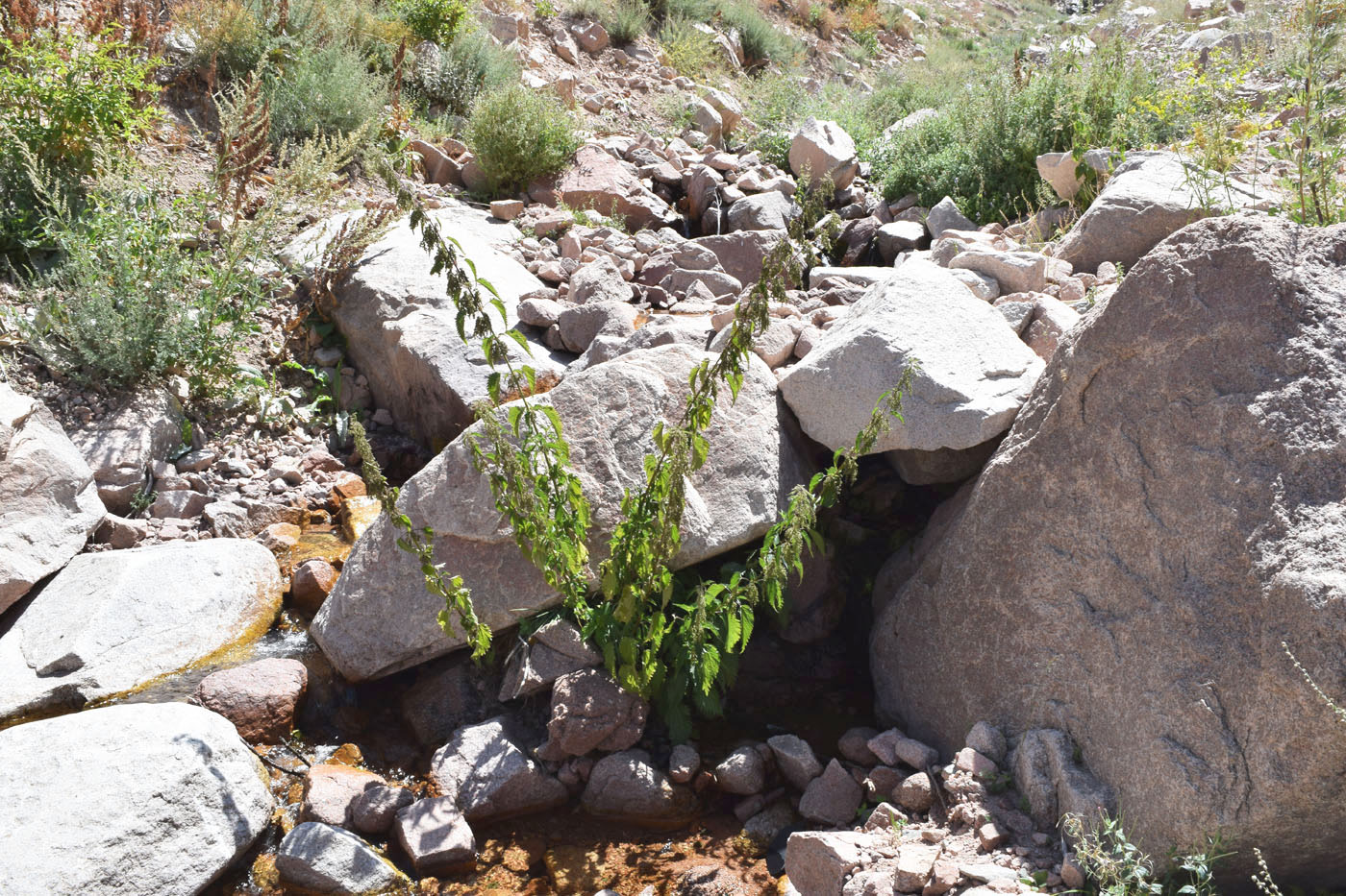 Image of Urtica dioica specimen.