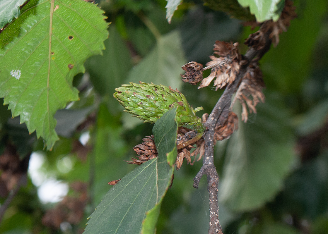 Изображение особи Betula ermanii.