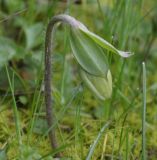 Anemone hortensis