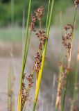 View full-size image Juncus acutus
