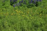 View full-size image Hypochaeris radicata